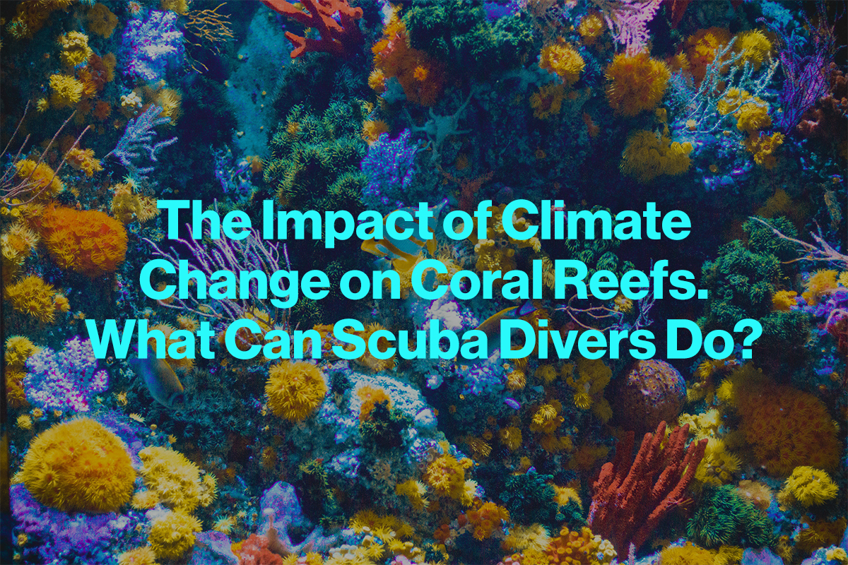 The Impact of Climate Change on Coral Reefs. What Can Scuba Divers Do?