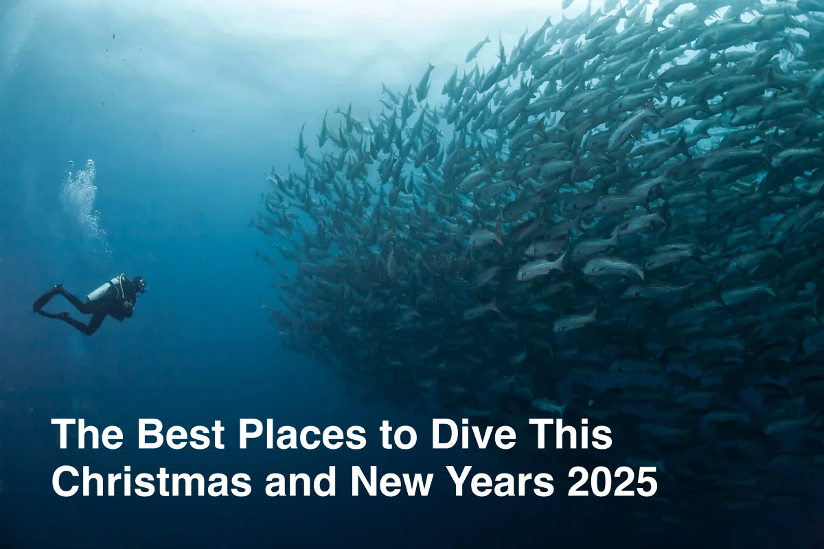 The Best Places to Dive This Christmas and New Years 2025