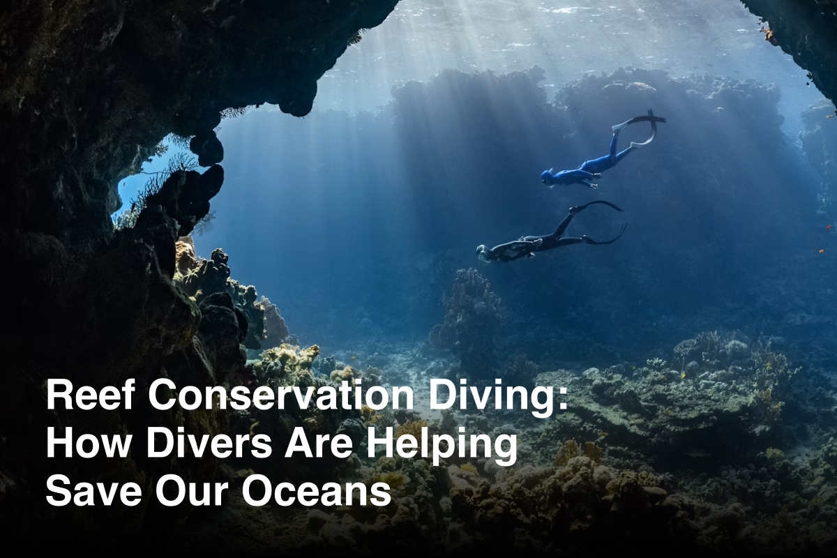 Reef Conservation Diving: How Divers Are Helping Save Our Oceans Reef Conservation Diving: How Divers Are Helping Save Our Oceans