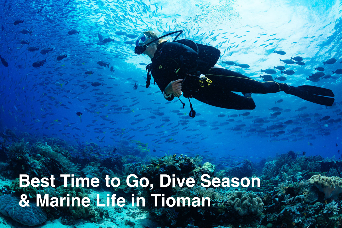 Best Time to Go, Dive Season & Marine Life in Tioman