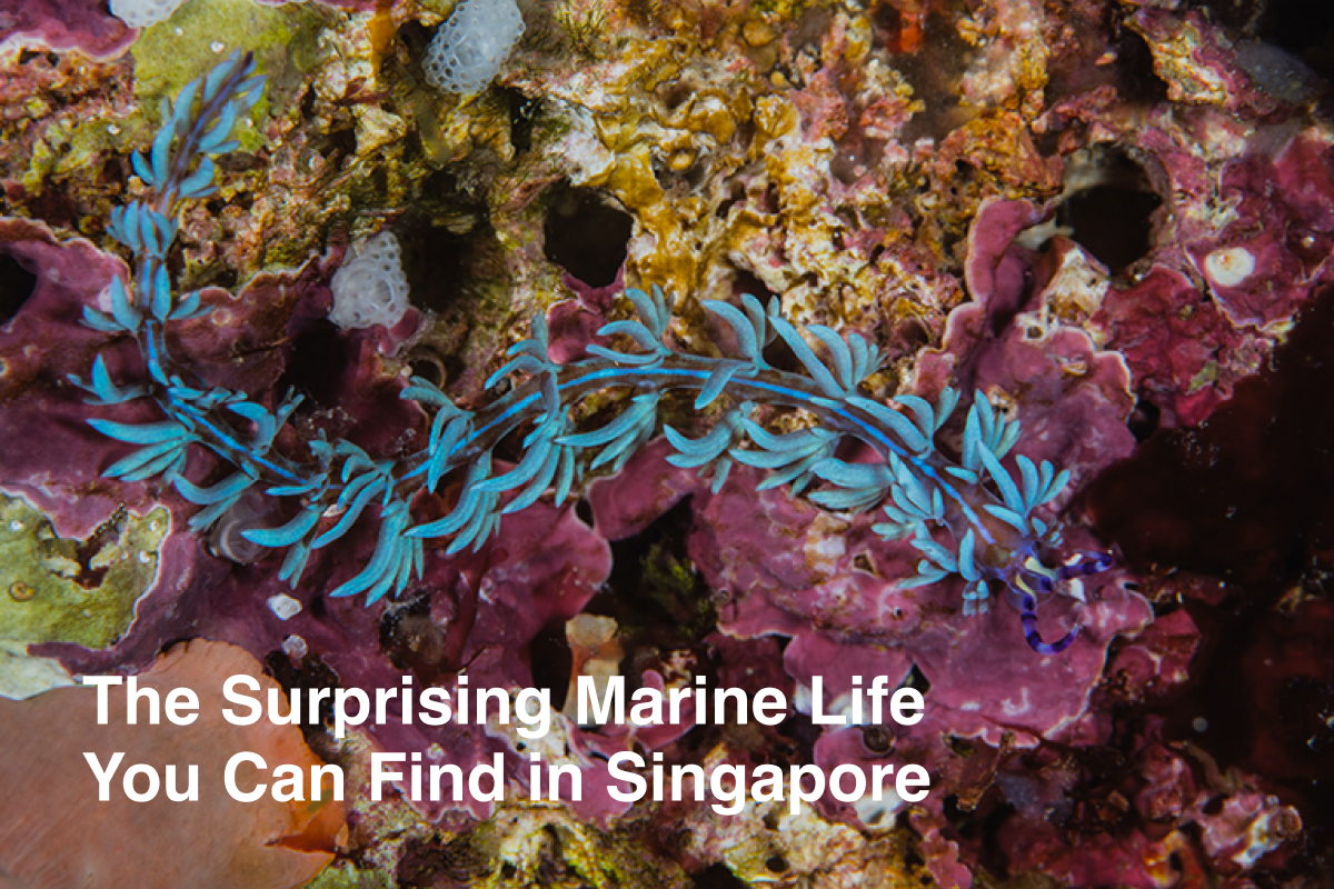 The Surprising Marine Life You Can Find in Singapore