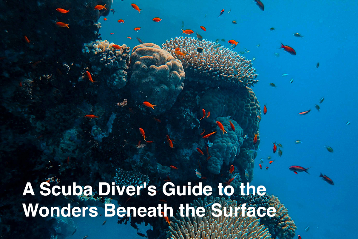 A Scuba Diver's Guide to the Wonders Beneath the Surface