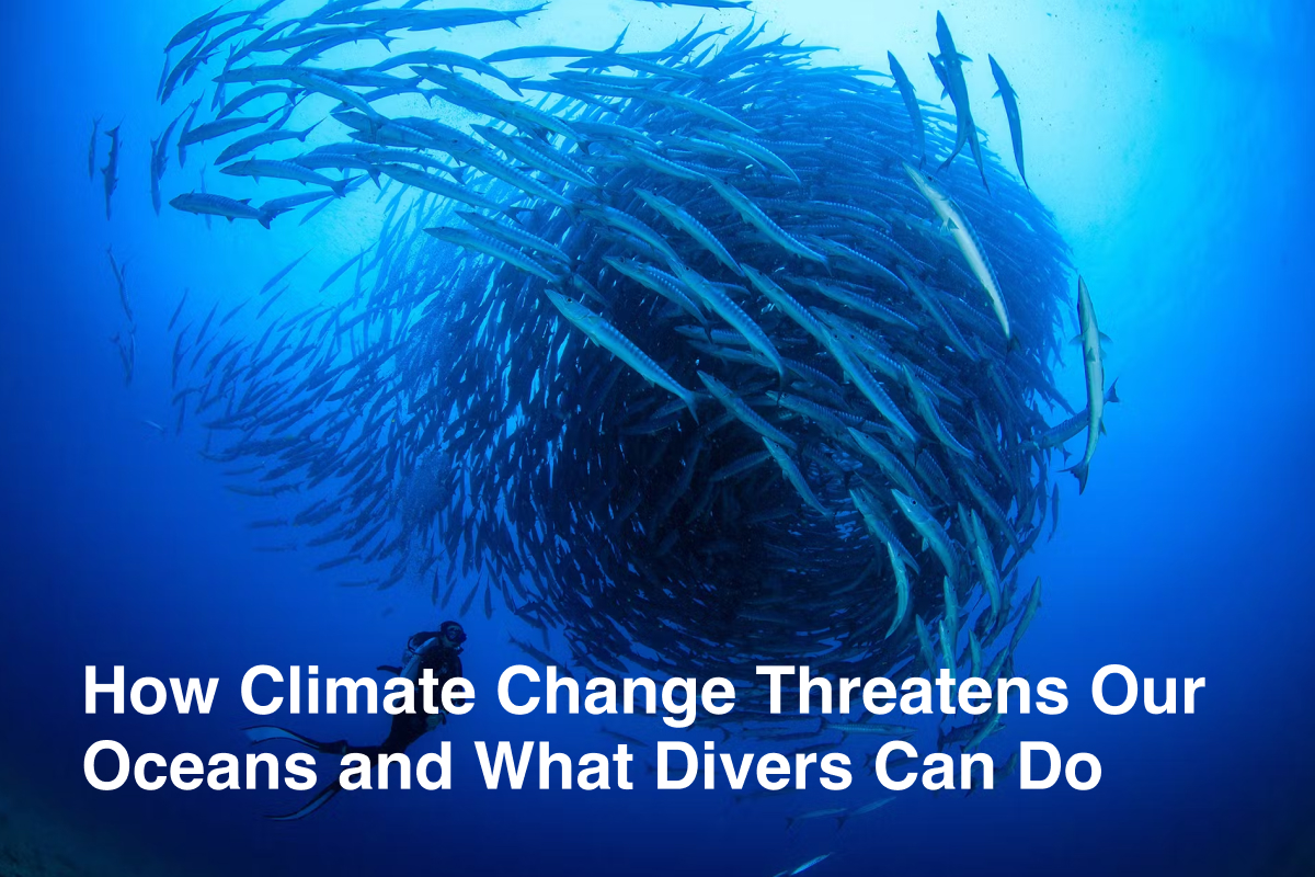 How Climate Change Threatens Our Oceans and What Divers Can Do