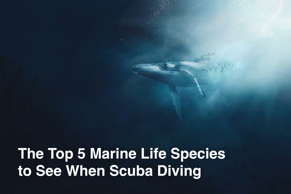 The Top 5 Marine Life Species to See When Scuba Diving