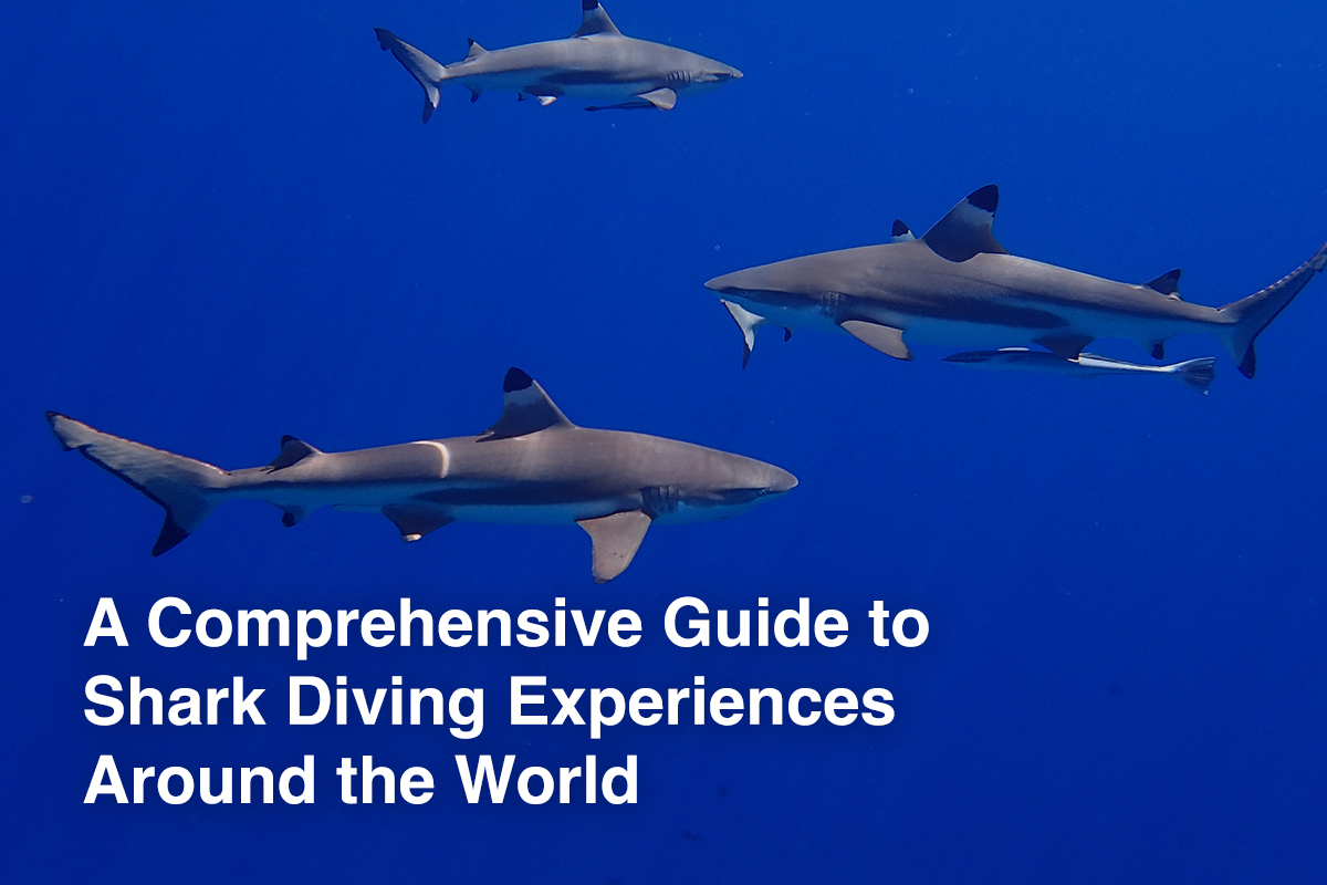 A Comprehensive Guide to Shark Diving Experiences Around the World